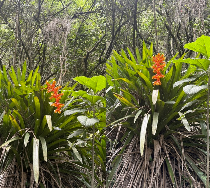 Bromelije