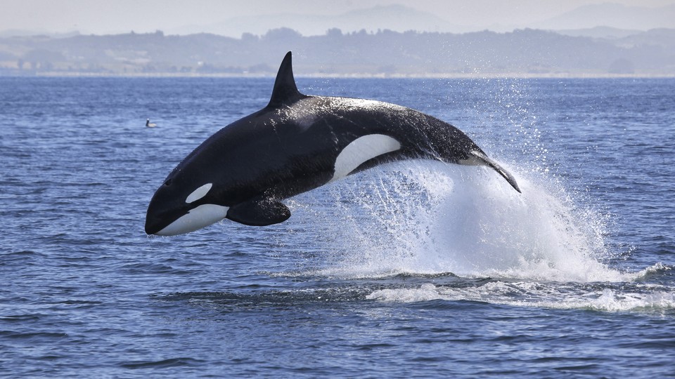 Orcas (Killer whales)