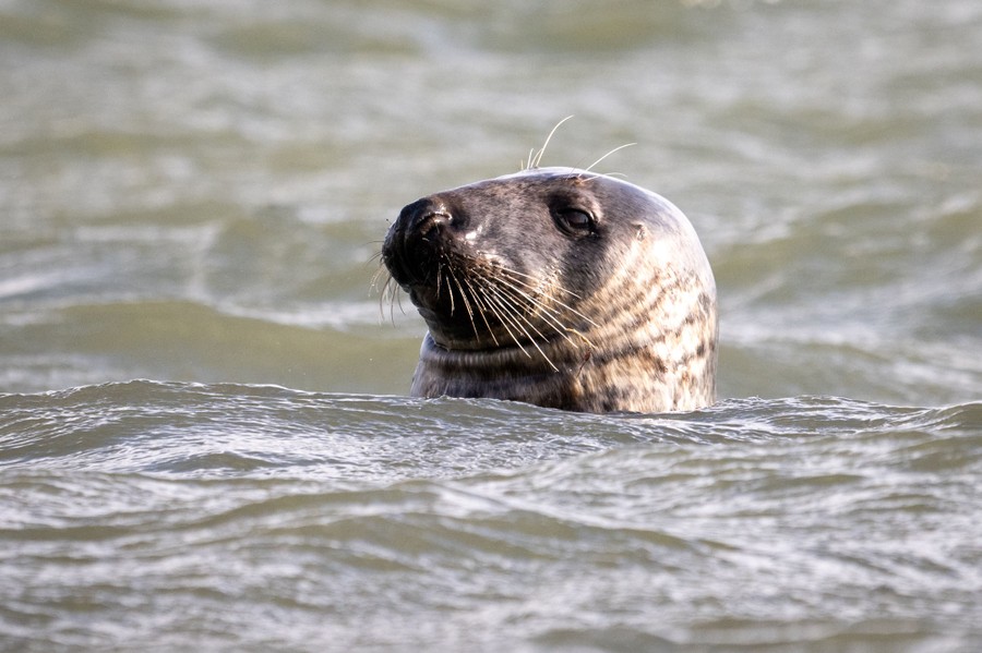 The head of a seal appears above shallow waves.