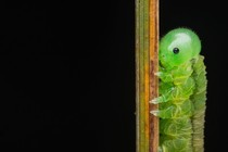 A close view of a sawfly larva grasping a stalk