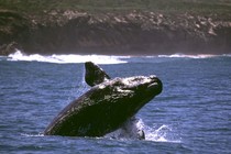 A southern right whale breaches the surface.