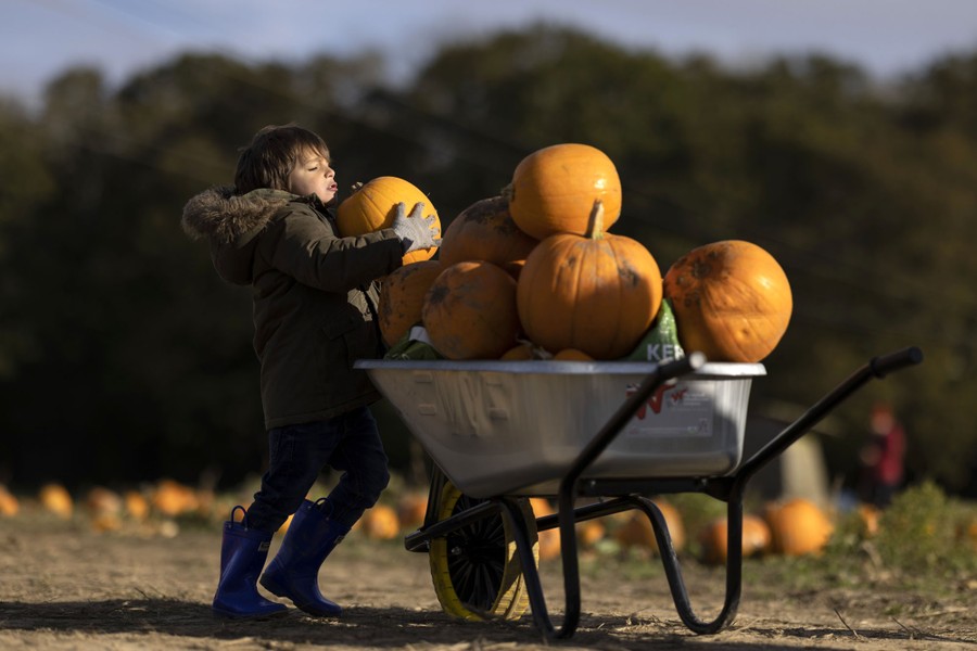 A child fills a wheelbarrow with pumpkins.