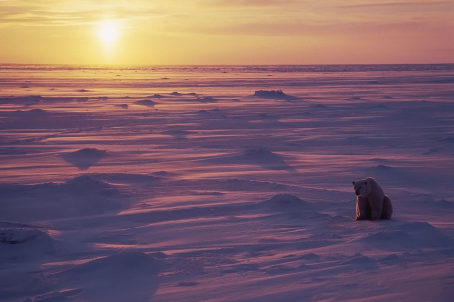A polar bear sits on snow-covered tundra as the sun sets.