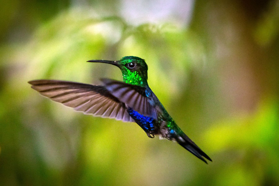 A small hummingbird is pictured in flight.