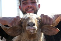 A man carries a sheep at a livestock market.