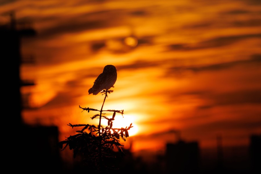 A silhouette of a perched owl at sunset