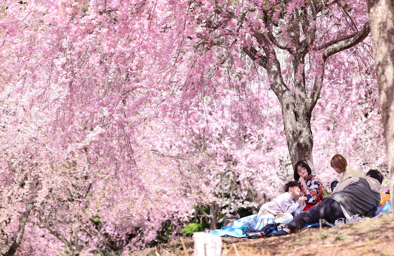 People relax on the ground beneath weeping cherry-blossom trees.