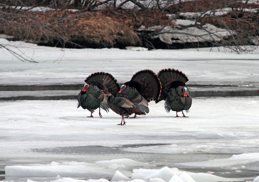 New Hampshire: Images of the Granite State - The Atlantic