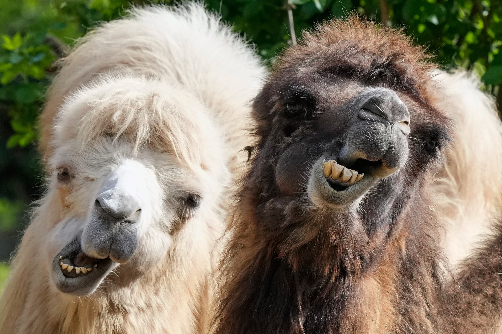 Two camels, standing side-by-side, show their teeth.
