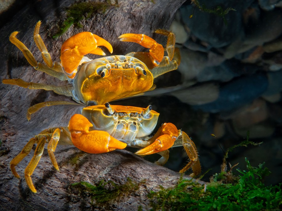 A small crab, and its reflection, seen underwater
