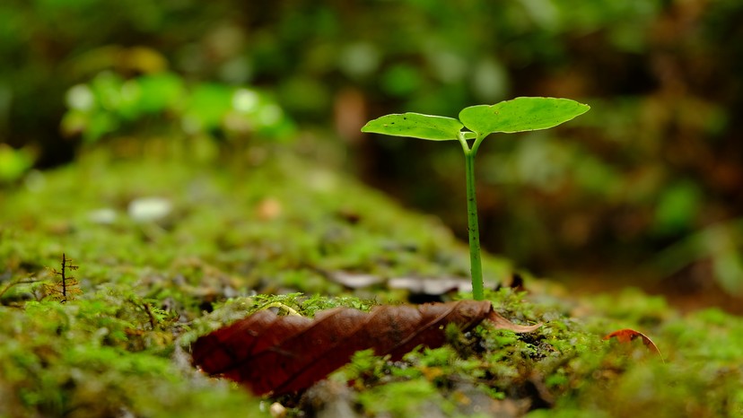 Soil Can Sabotage Trees Growing Near Their Parents - The Atlantic