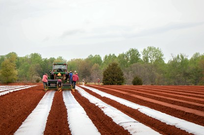 a machine lays plastic mulch in a fertile field of dirt