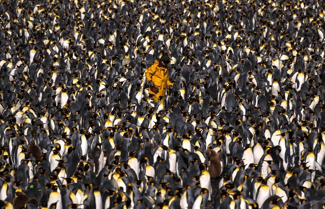 A scientist walks among thousands of King penguins on Île de la Possession, part of the Crozet Islands, on December 20, 2022. The Crozet Islands are home to multiple species of penguins, fur seals, and southern elephant seals.