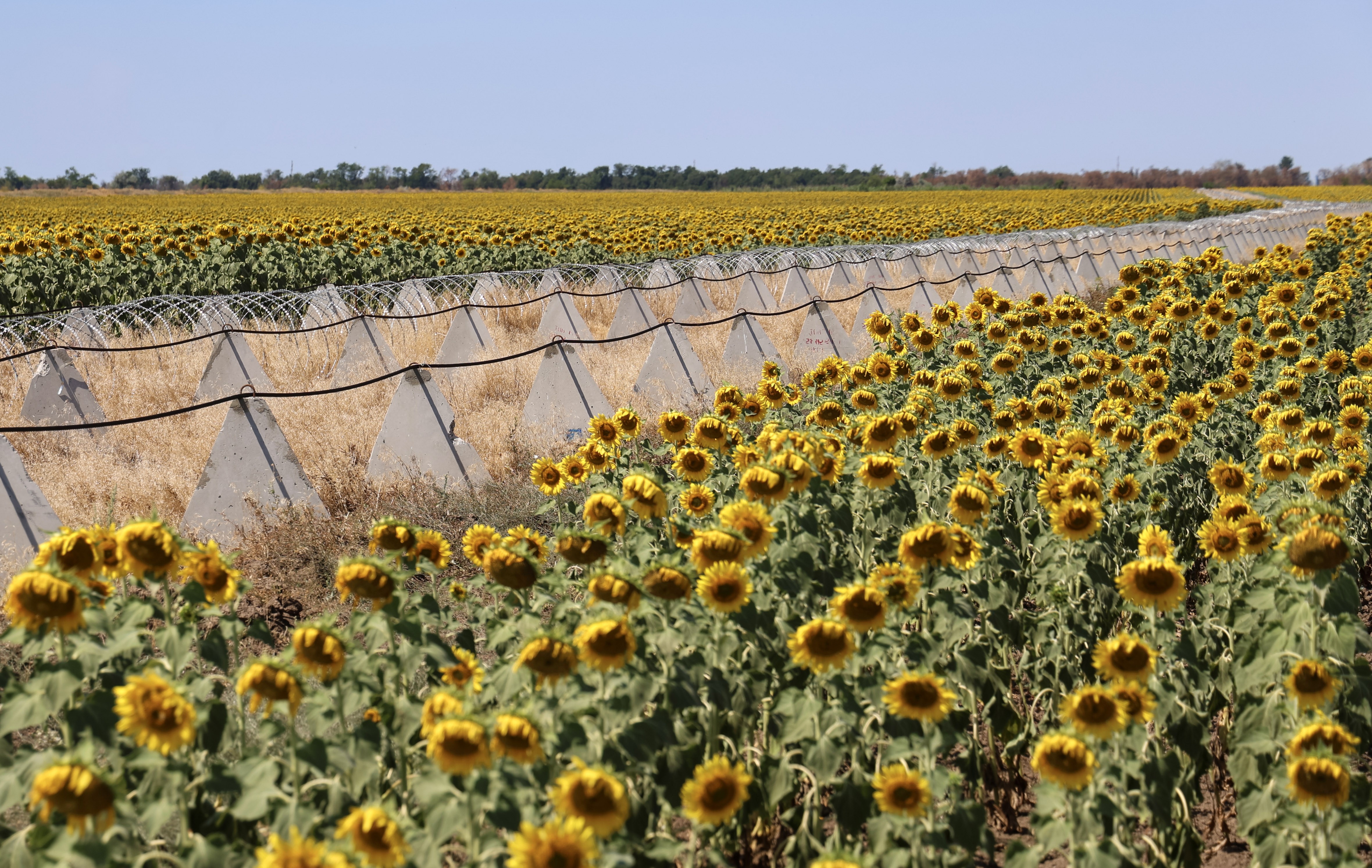 A long line of concrete pyramid-shaped antitank defenses sit beside concertina wire in a sunflower field.