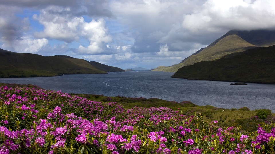 View of Killary Fjord with fields of rhododendrons in foreground
