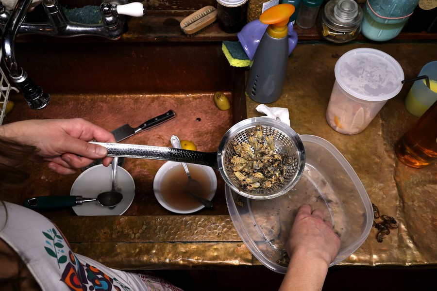 A woman holds a sieve filed with cicadas over a kitchen sink.