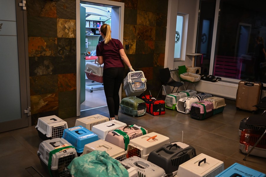 A veterinary assistant carries two cats in carriers, from a room filled with about 20 cat carriers.
