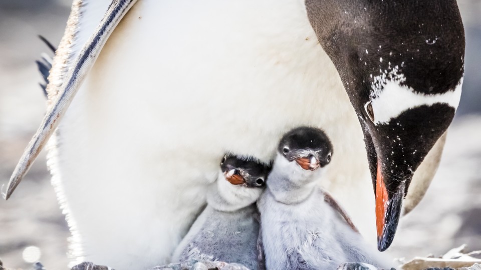 Two baby penguins nestling with a parent penguin