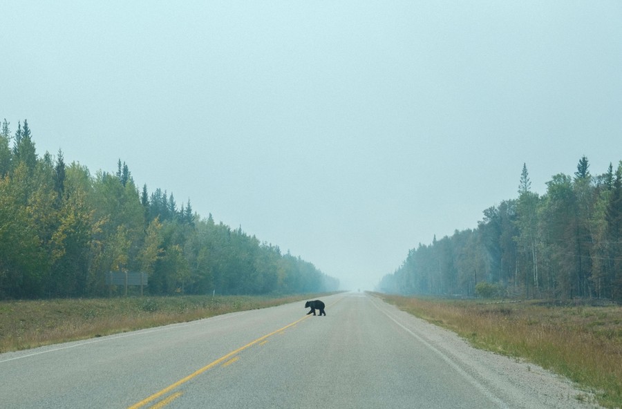 A black bear walks across a remote two-lane road.