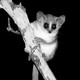 a black and white photo of a tiny, bug-eyed lemur perching on a branch