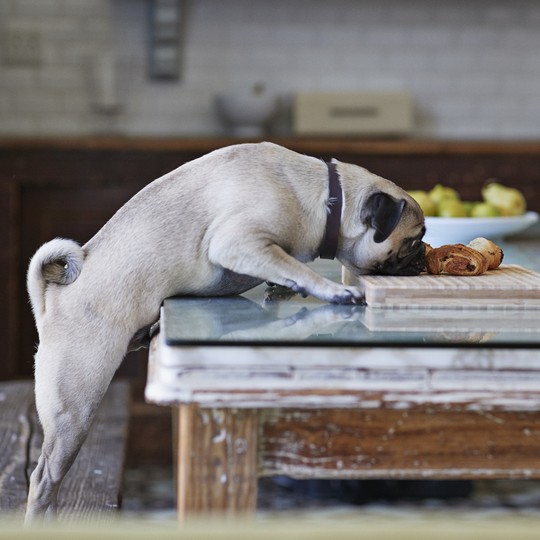 how can i get my dog to eat dog food instead of table food