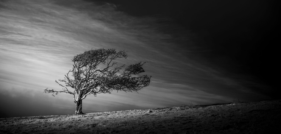 An old, windswept tree standing alone in a field beneath clouds
