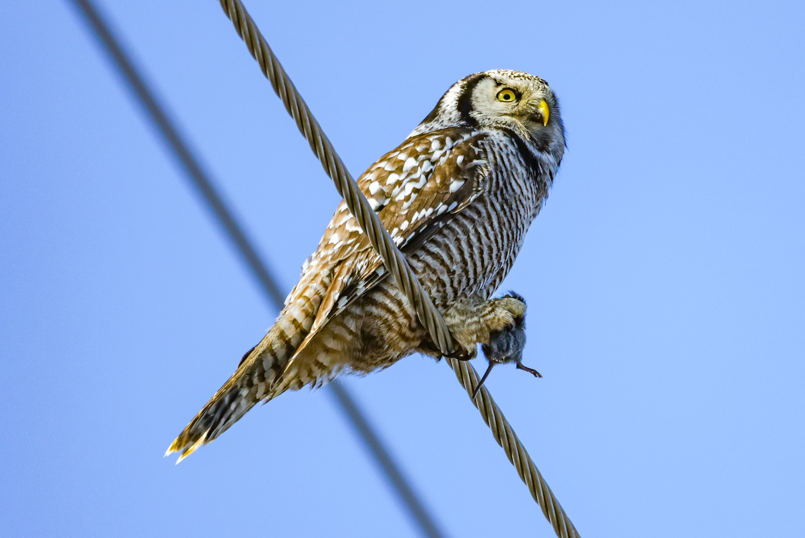 An owl perches on a cable while clutching a rodent.