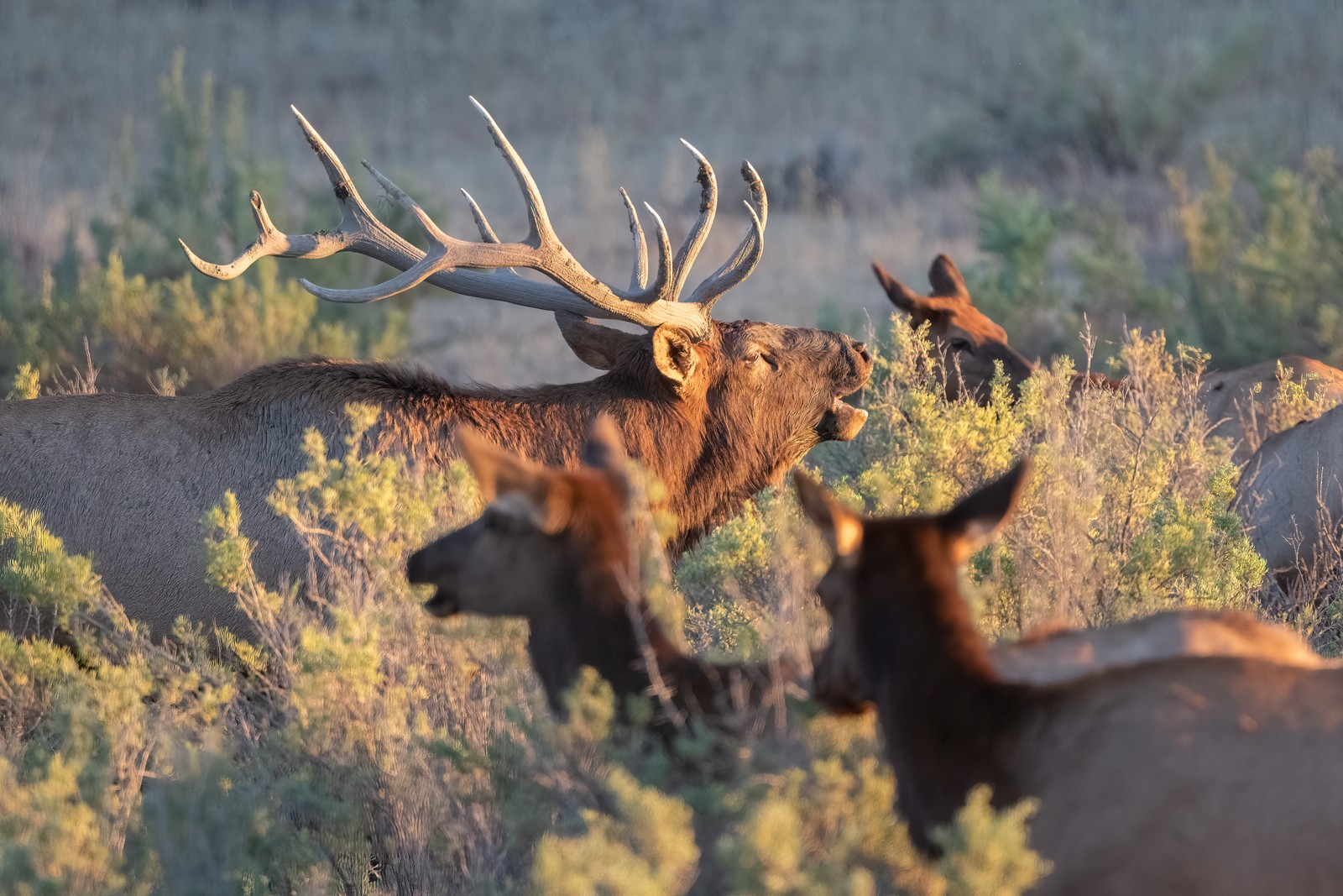 A bull elk bellows, surrounded by several female elk.