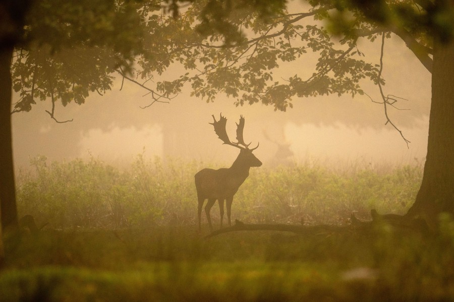 A deer forages in a foggy forest.