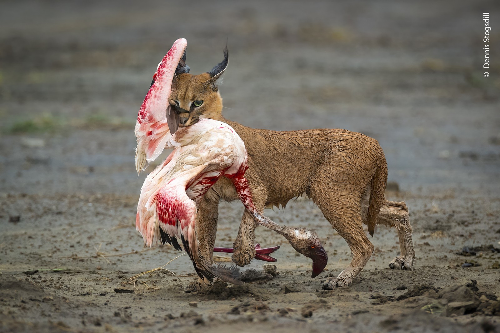 A large wild cat—a caracal—carries a bloodied flamingo in its mouth as it walks across a muddy plain.
