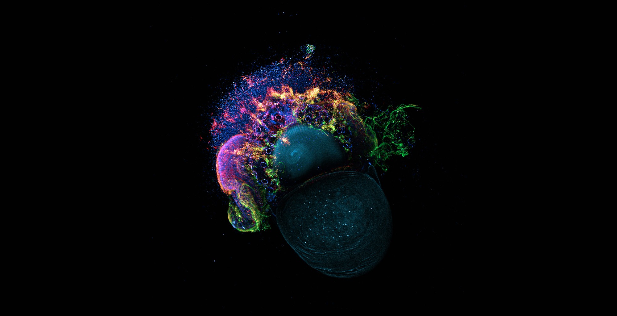 A dark image with a small creature at center, a limpet, with various cell structures illuminated in multiple bright colors