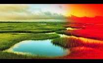 A photograph of a salt marsh -- the right side of the frame is tinged red