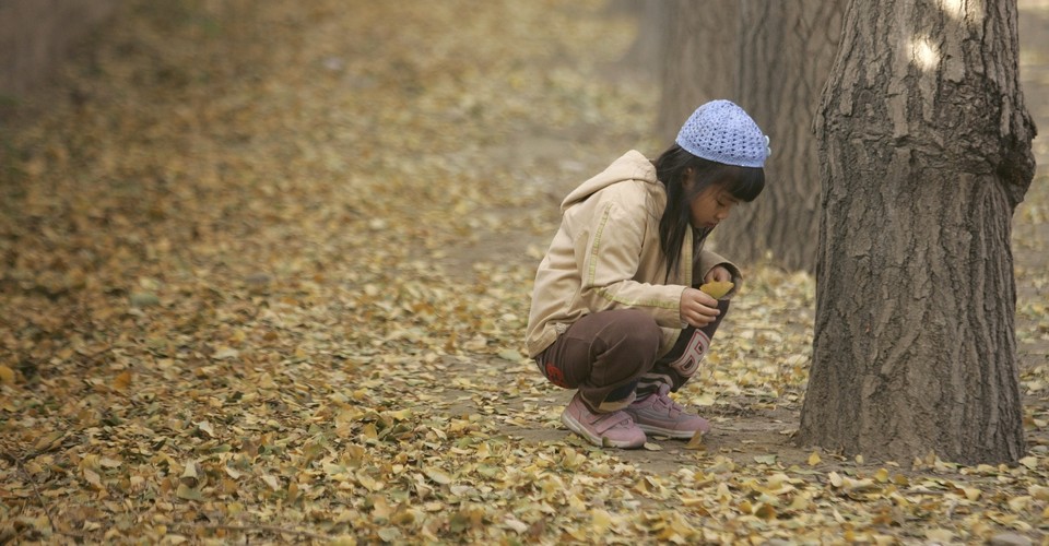 The Great Ginkgo Tree Leaf Dump Gets Later Every Year The Atlantic