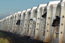 Cows at Alexandre Family Farms sitting inside small cages