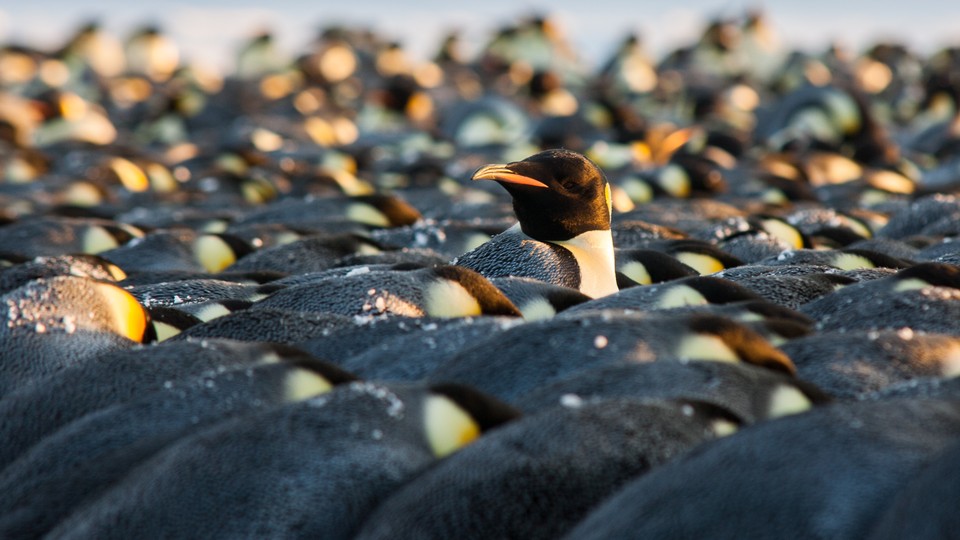 Penguins huddling