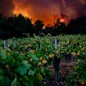 Fire burns in a Napa Valley vineyard.