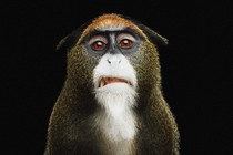 a monkey making a cringing face