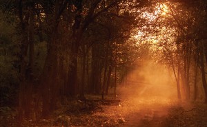 A path through trees illuminated by the sun