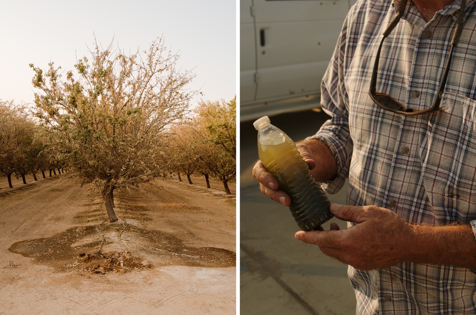 Diptych of an almond tree being irrigated and Mark Angell holding a plastic bottle filled with muddy water.