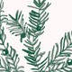 Dark green yew needles painted onto a pale pink background