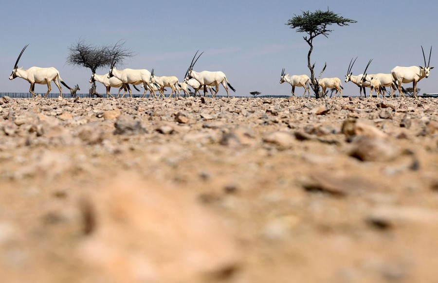 A small herd of oryx grazes on rocky ground.
