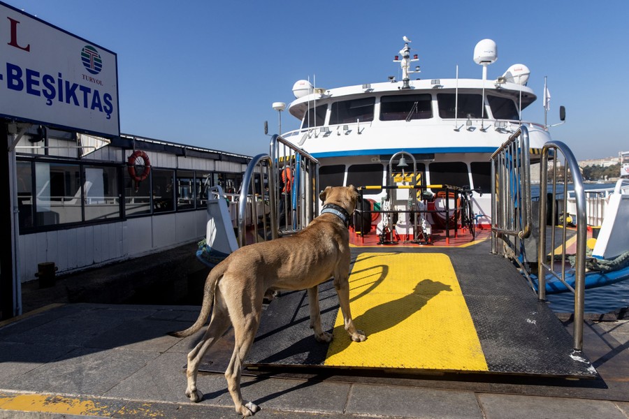 A dog stands on the ramp of a docked passenger ferry.