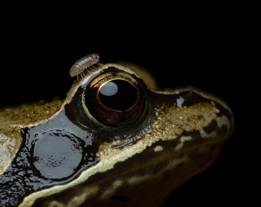 A small insect walks on top of the eye of a frog.