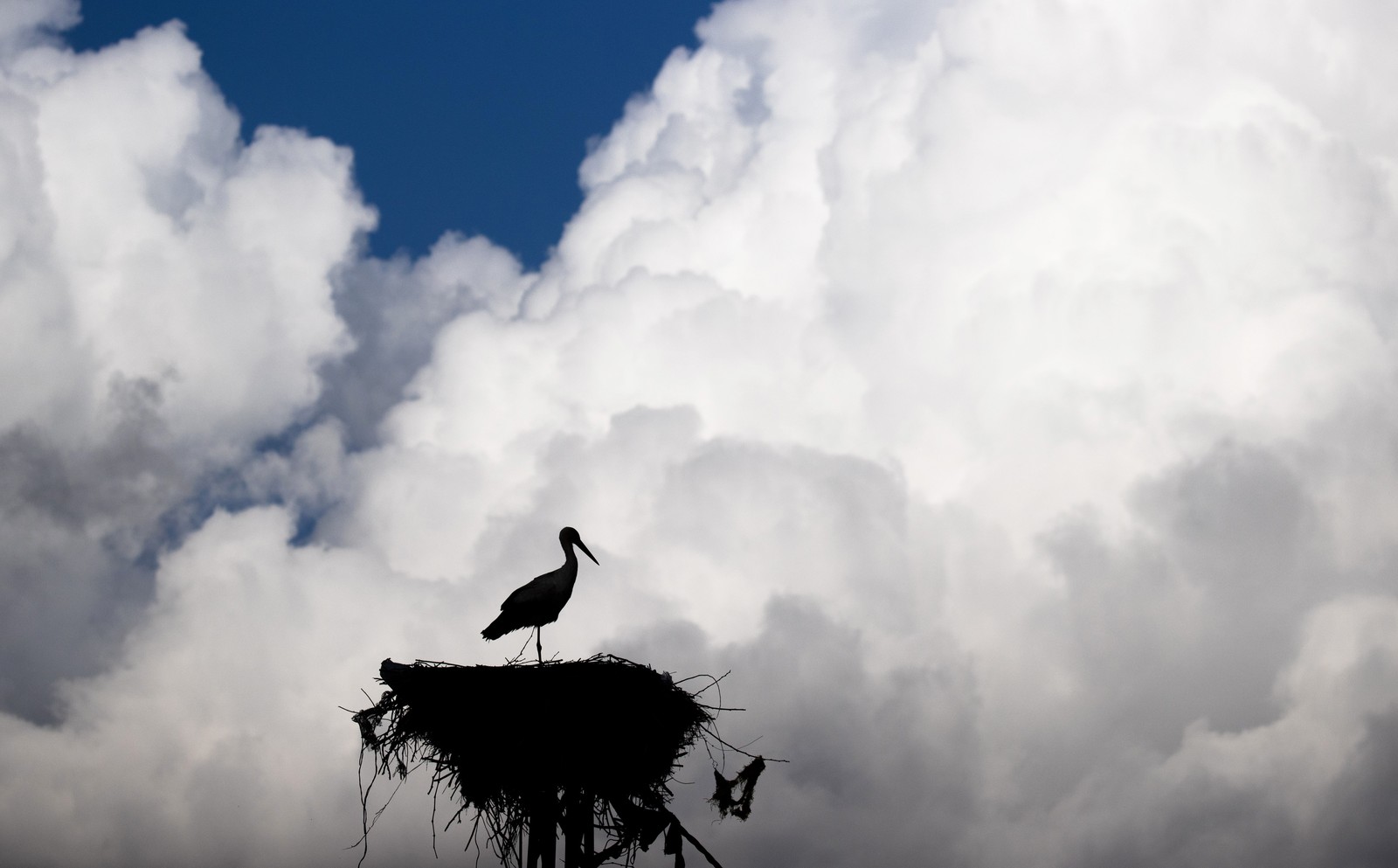 A stork perches on its nest atop a power pole, seen in silhouette against a backdrop of white clouds.