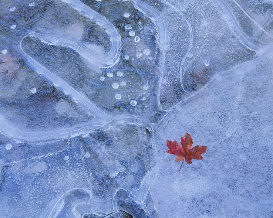 A single red leaf rests on a thin sheet of ice.