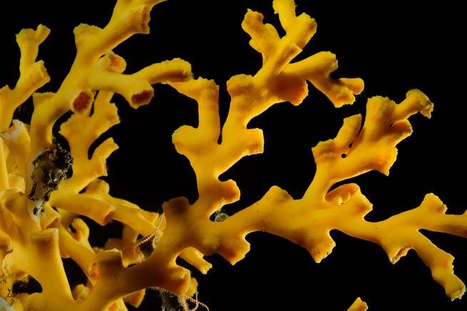 A deep-sea coral against a black background