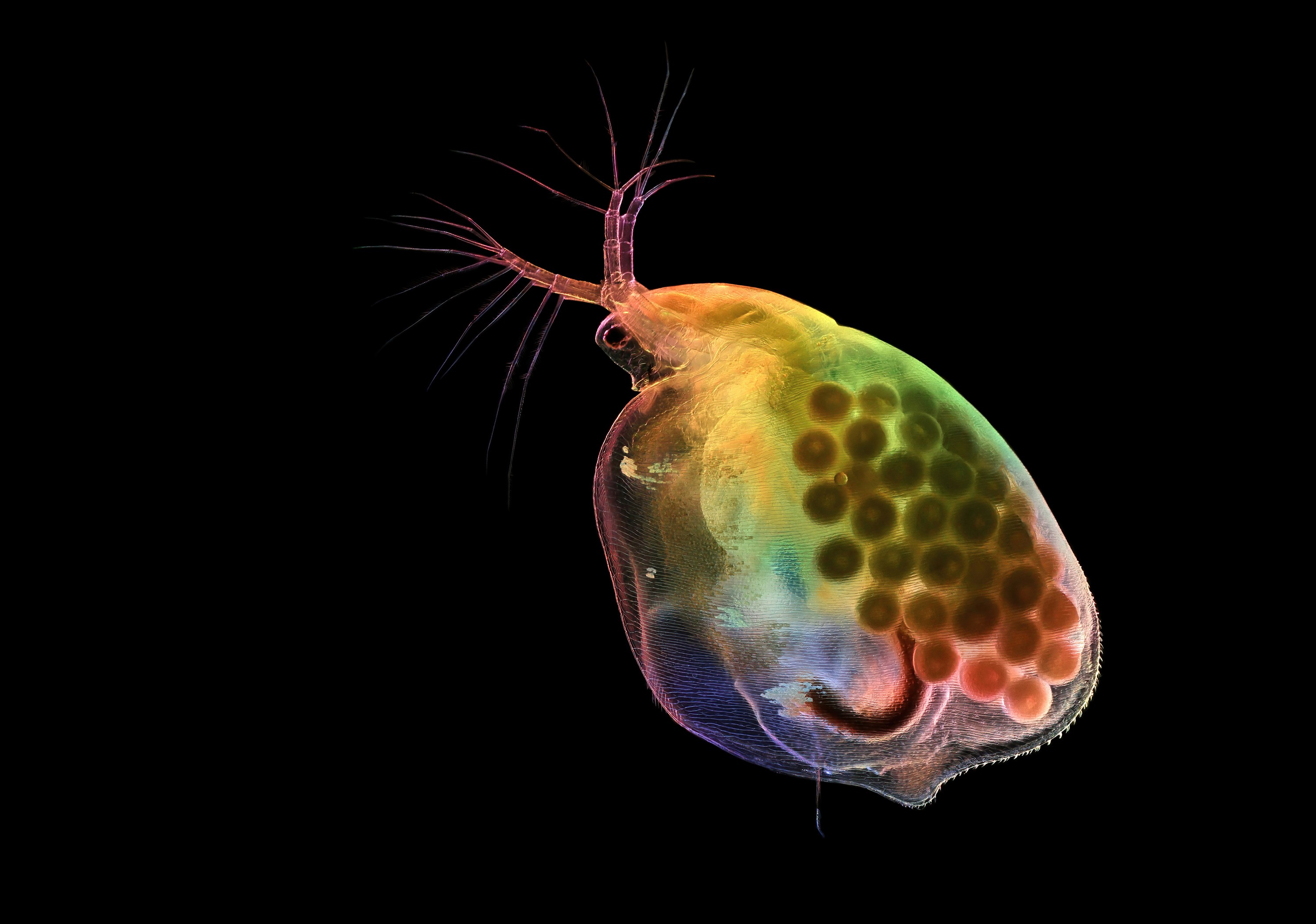 A microscopic view of a water flea seen against a black background. The water flea is partially transparent, showing some of its internal organs and a collection of eggs inside.
