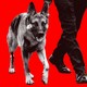 The Bidens' dog Commander walking alongside a human pair of legs against a red background