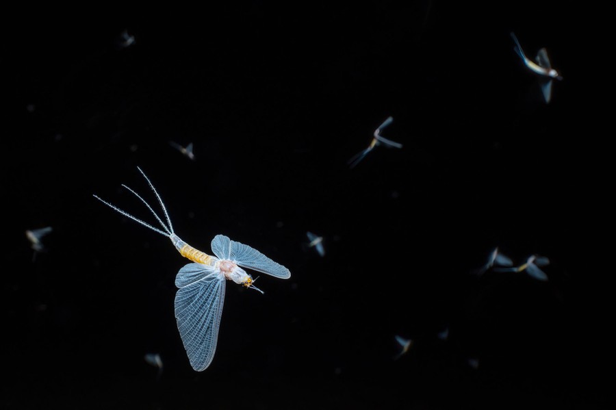 Mayflies in mid-air against a dark background