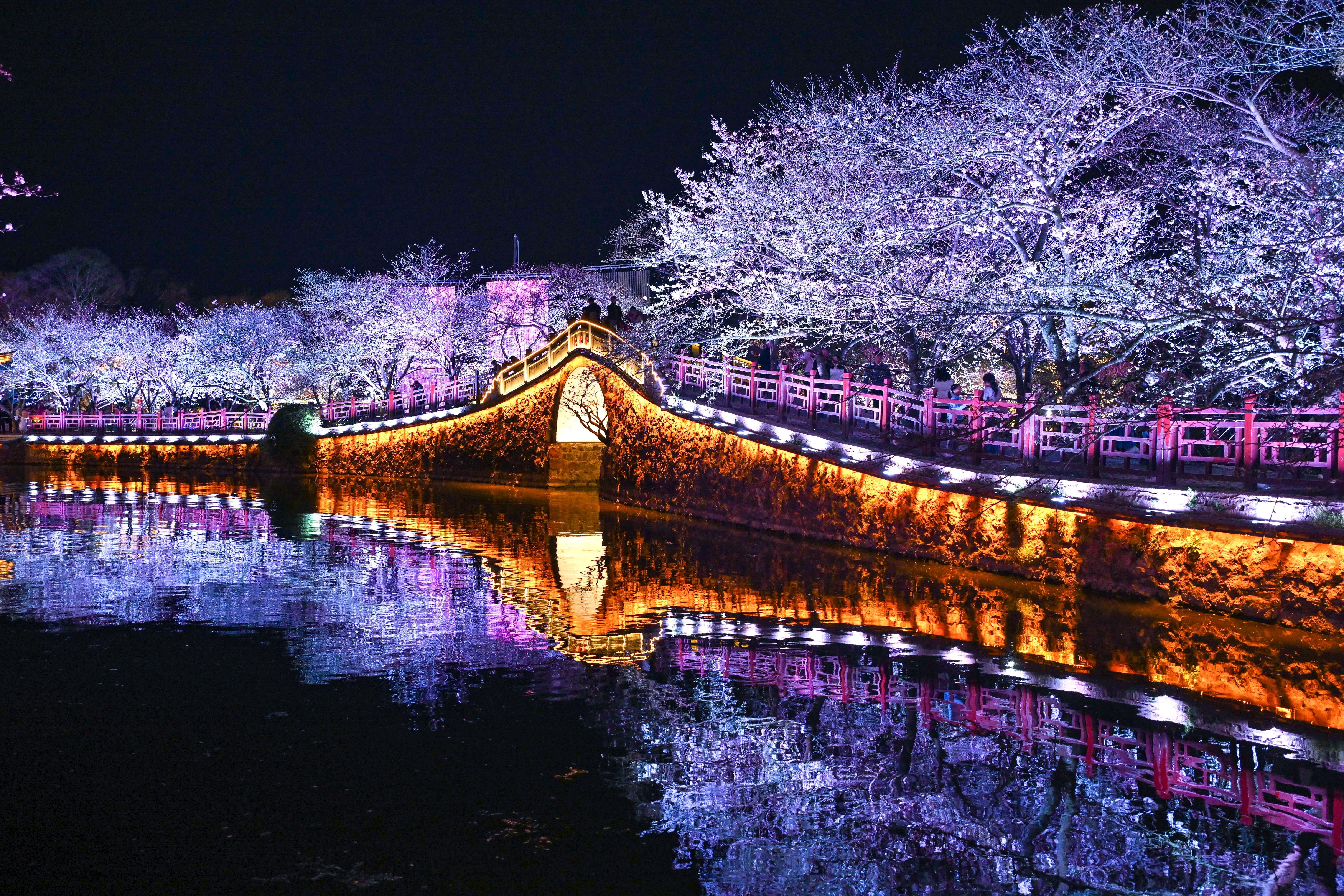 A night view of an illuminated bridge and cherry trees.